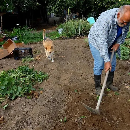 Finca Brujita Del Drago - Authentic Canarian Homestead Farm stay