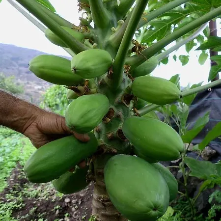 Farm stay Finca Brujita Del Drago - Authentic Canarian Homestead Icod De Los Vinos