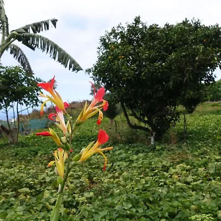Finca Brujita Del Drago - Authentic Canarian Homestead * Icod De Los Vinos