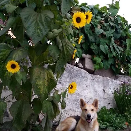 Finca Brujita Del Drago - Authentic Canarian Homestead Фермерский дом *